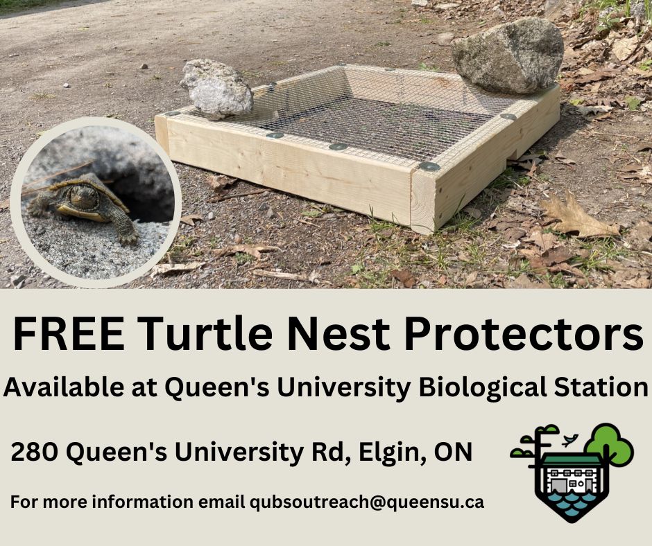 Turtle Nest Protection