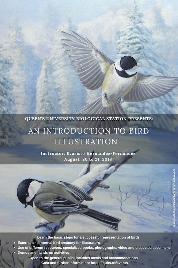 Bird Illustration 2 workshop