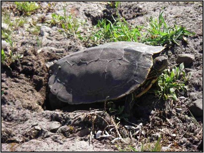 map turtle nesting